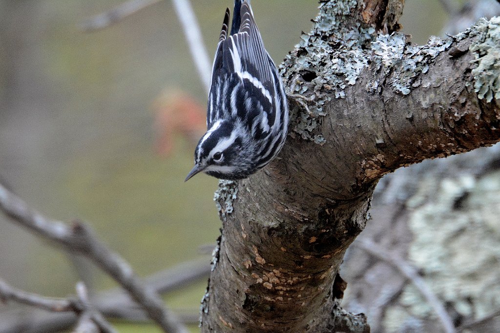 Warbler, Black-and-White, 2016-05138994 Parker River NWR, MA.JPG - Black-and-White Warbler. Parker River National Wildlife Refuuge, MA, 5-13-2016